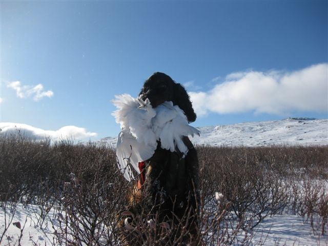 Shira - foto Andreas Stø