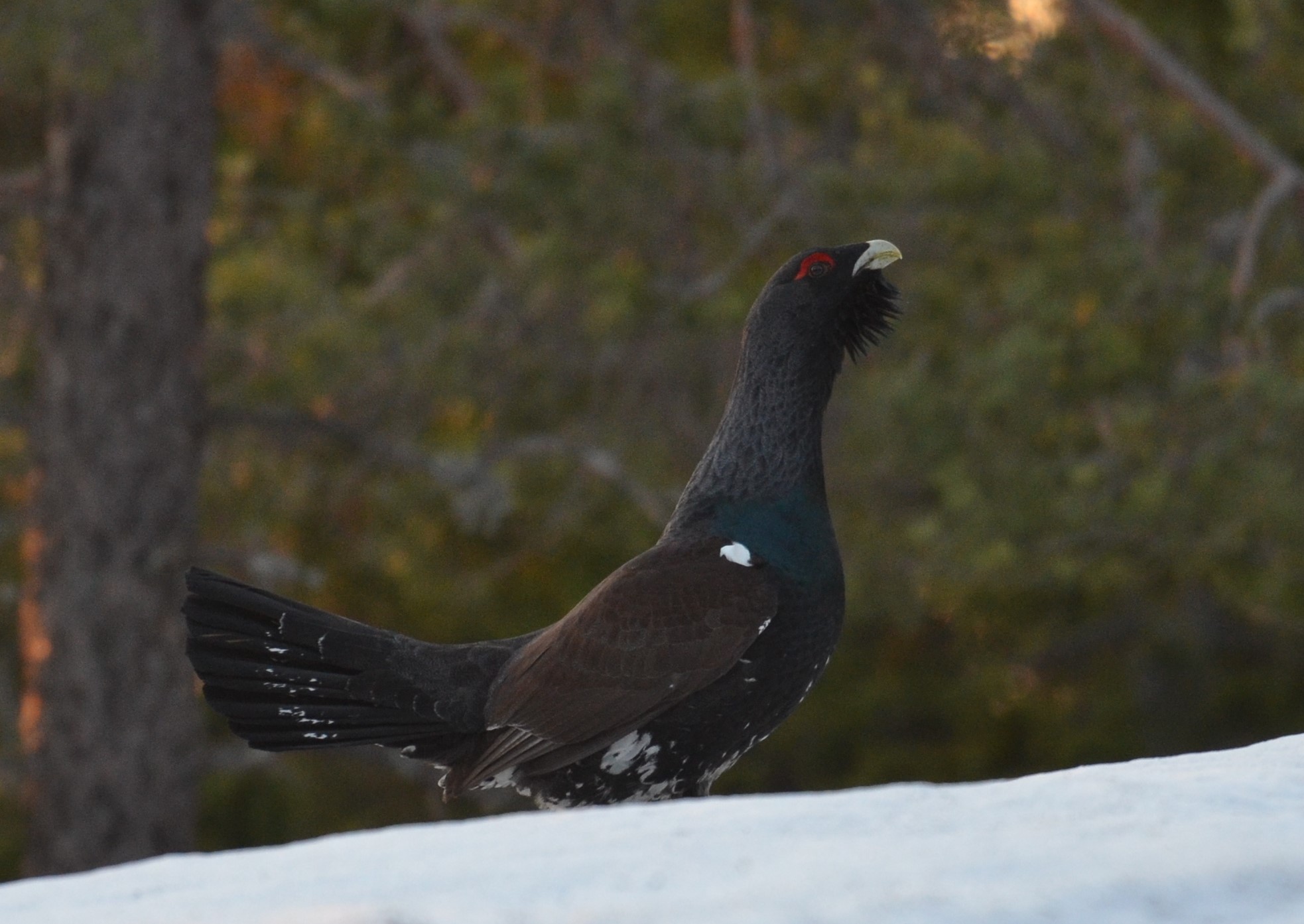 DSC_9796 (2)