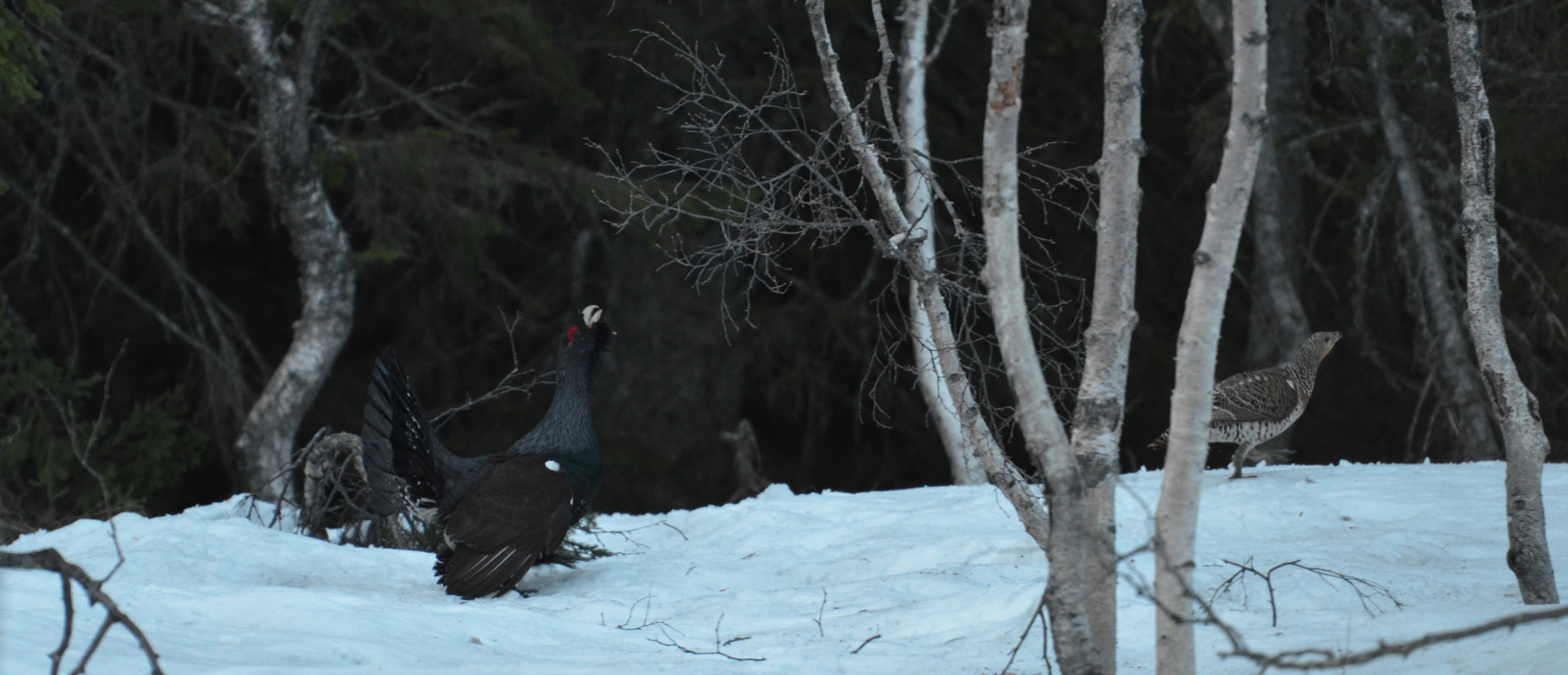 DSC_0668 (2)