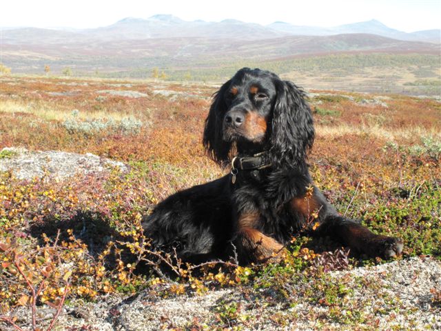 Hedda
