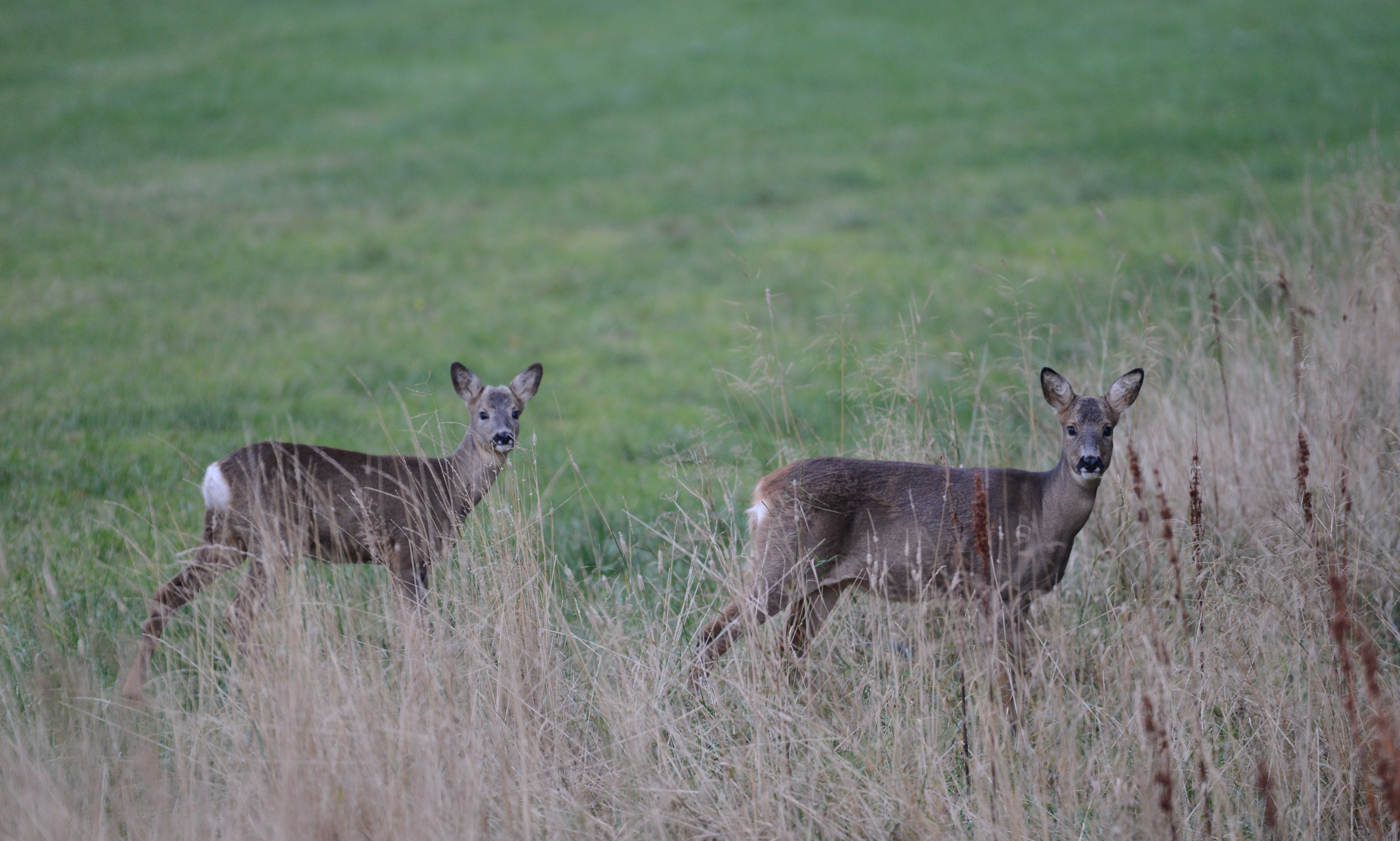 DSC_7772 (2)