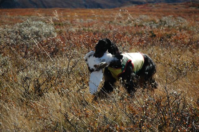 Mini apporterer stodig