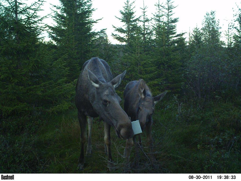 viltkamera2011-026