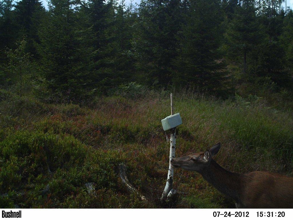 viltkamera2011-070