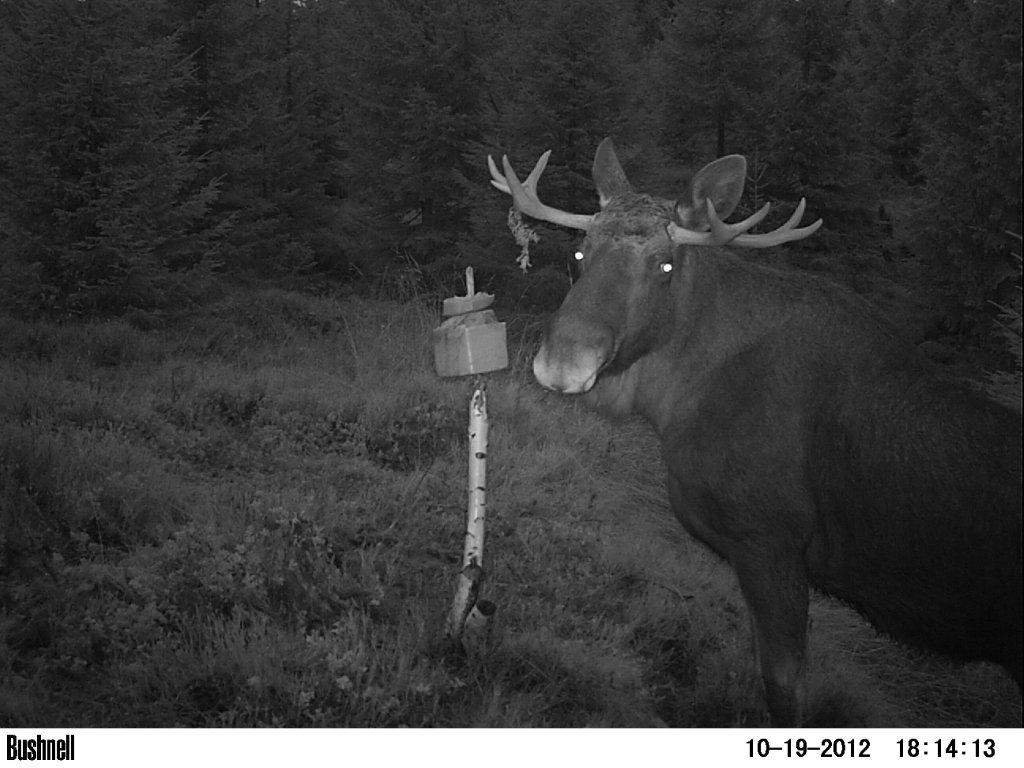 viltkamera2011-094