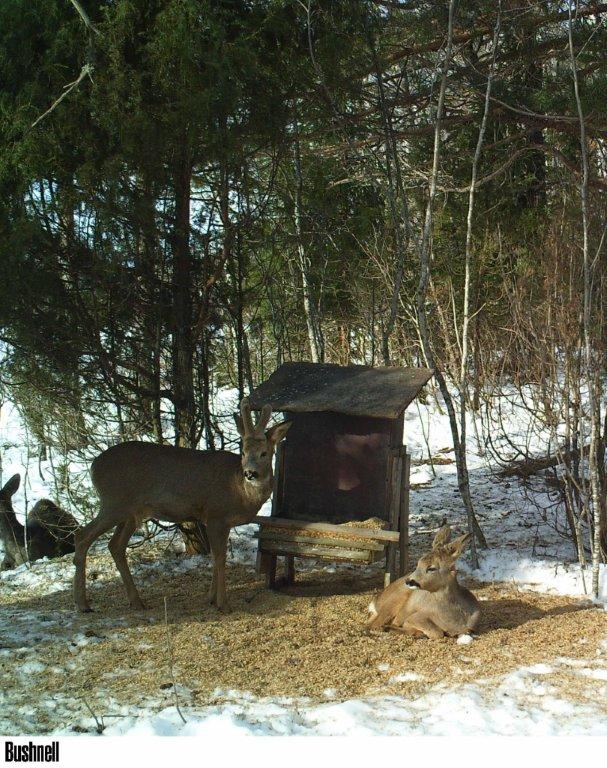 viltkamera2011-044
