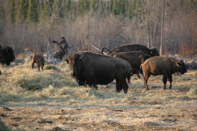 Bison