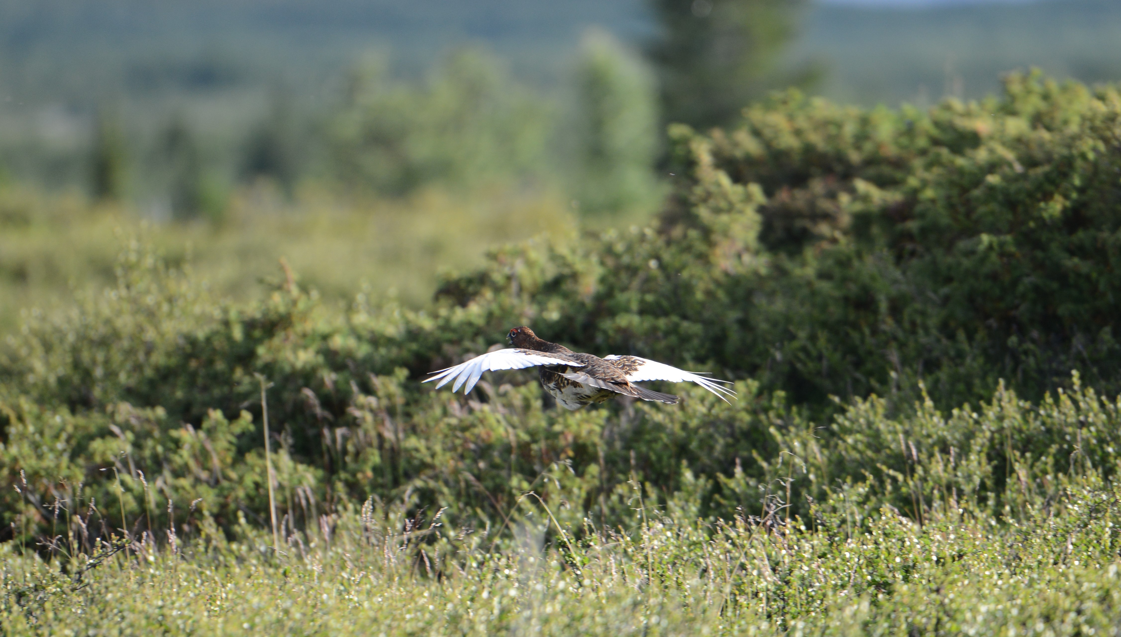 DSC_0117 (2)