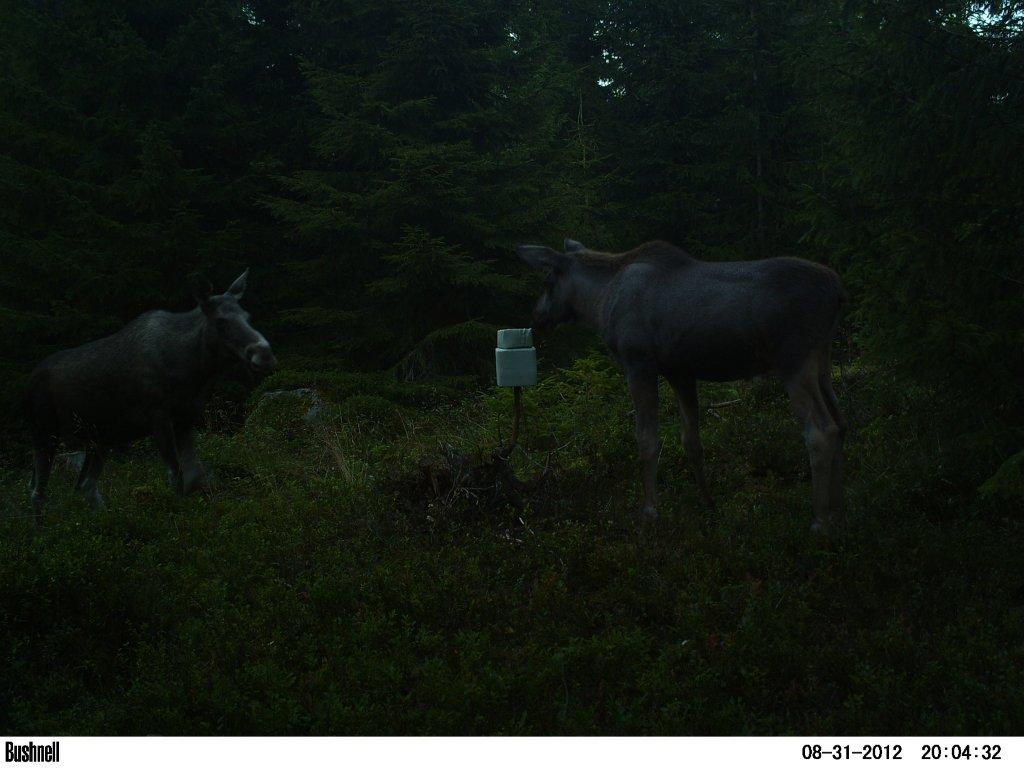 viltkamera2011-086