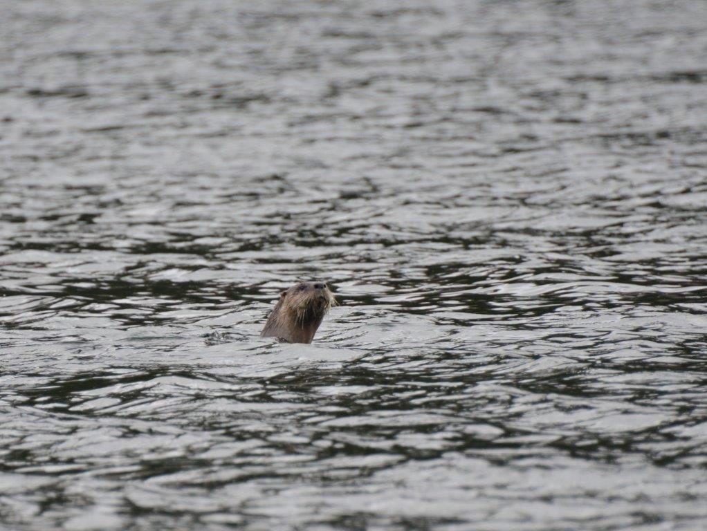 DSC_2389 (3)