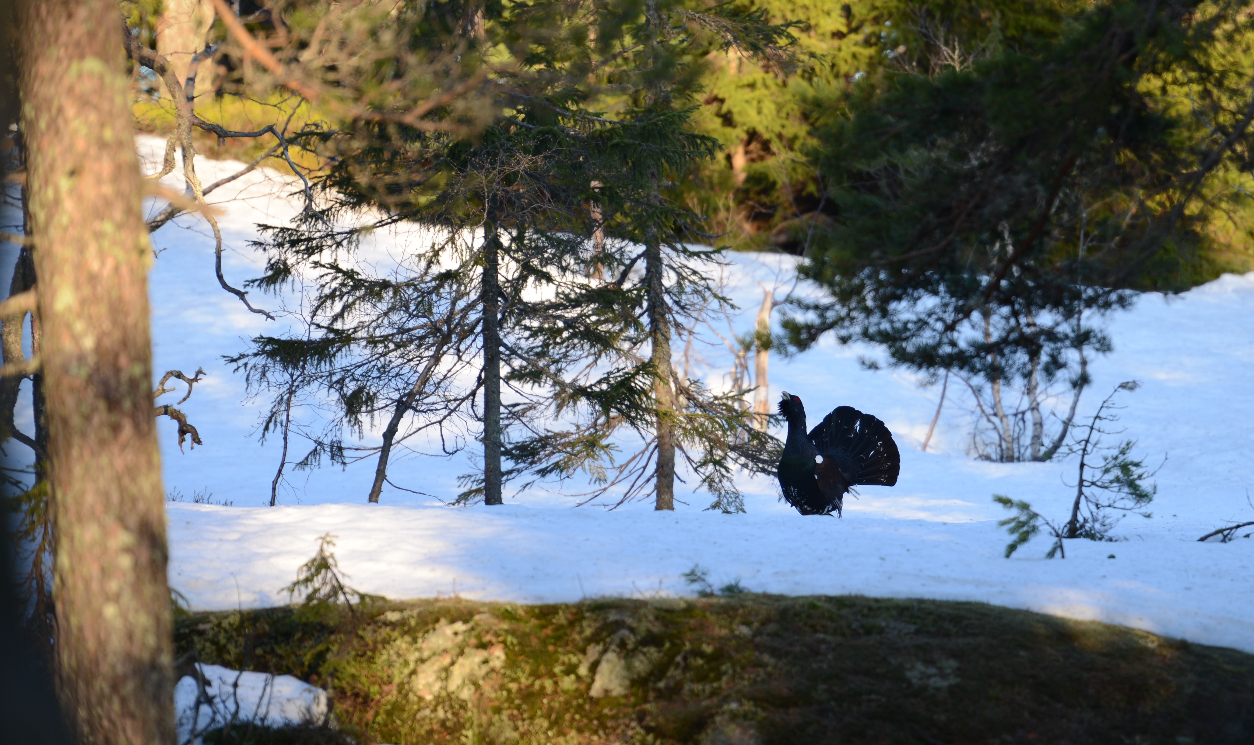 DSC_4672 (2)