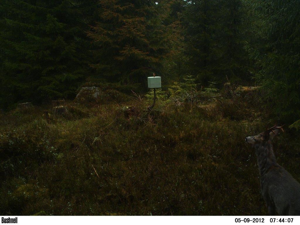 viltkamera2011-052
