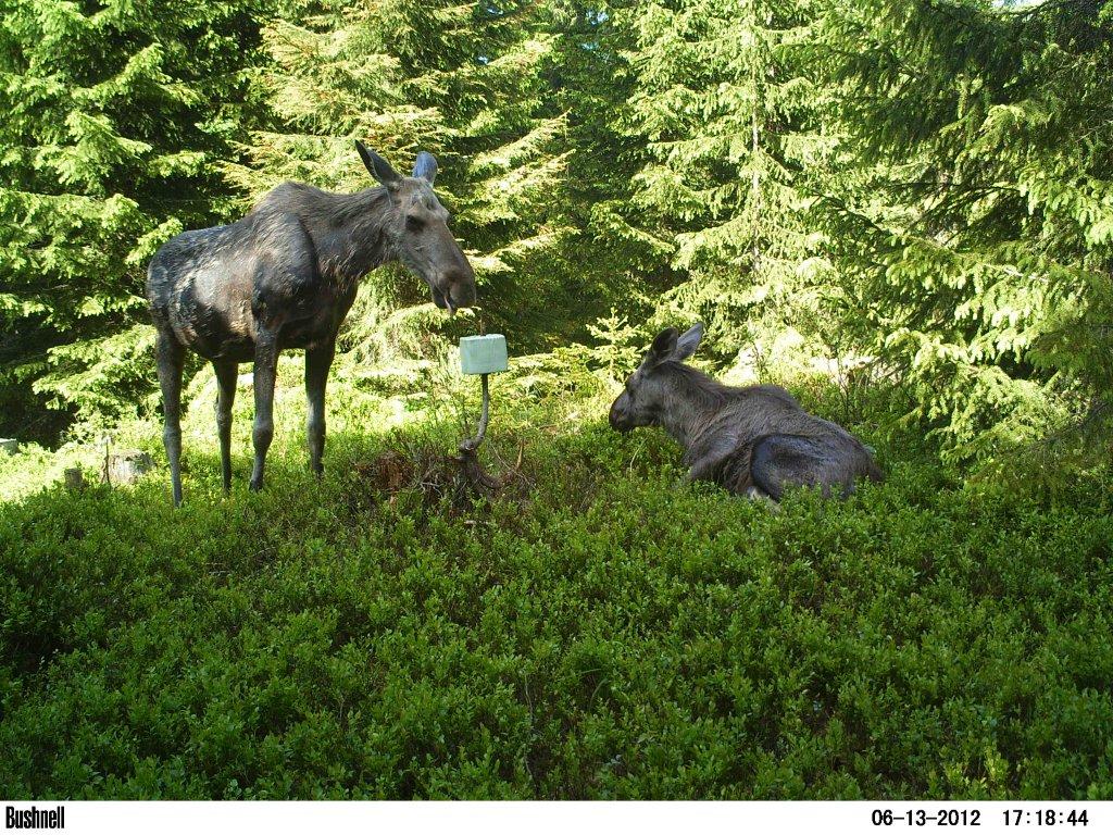 viltkamera2011-061