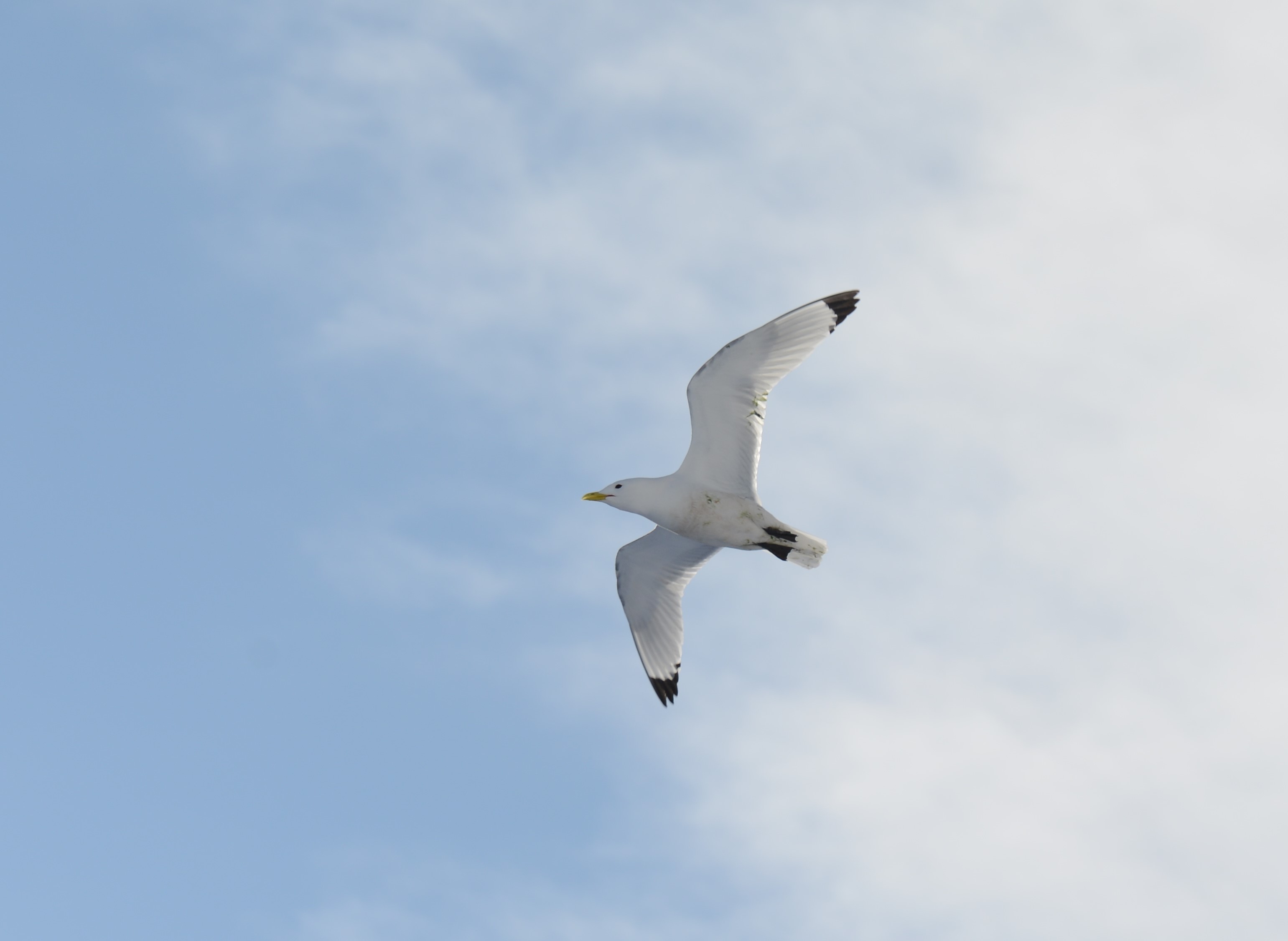 DSC_8950 (2)