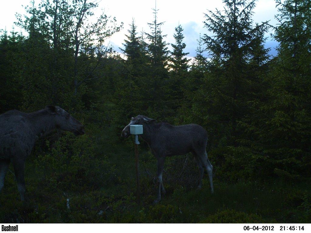 viltkamera2011-060
