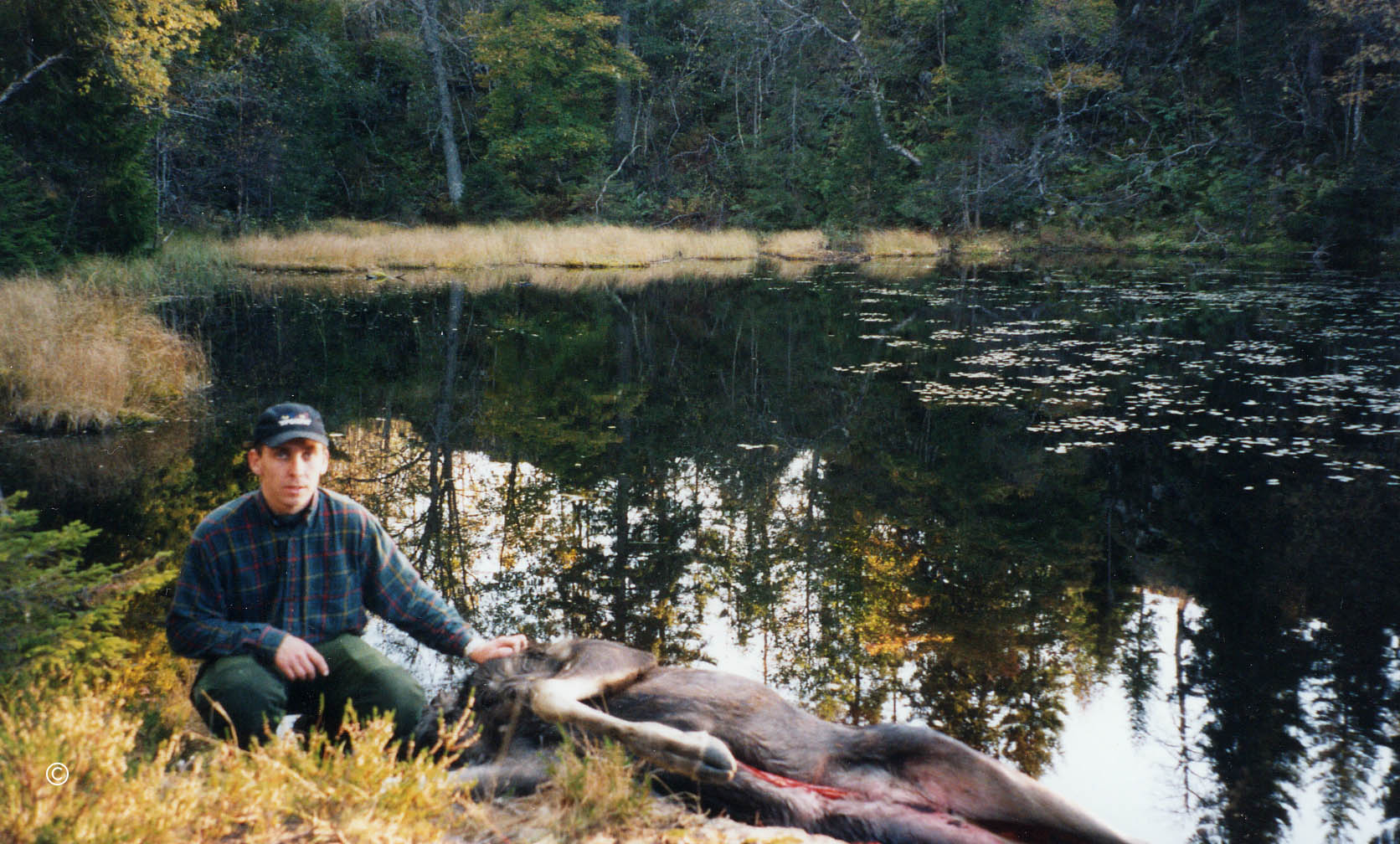 Elgfall ved Svarttjern