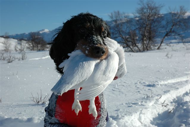 NJCH Trollheimens Venatici
