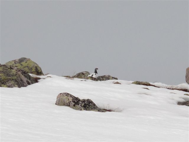 Fjellrype i Mai