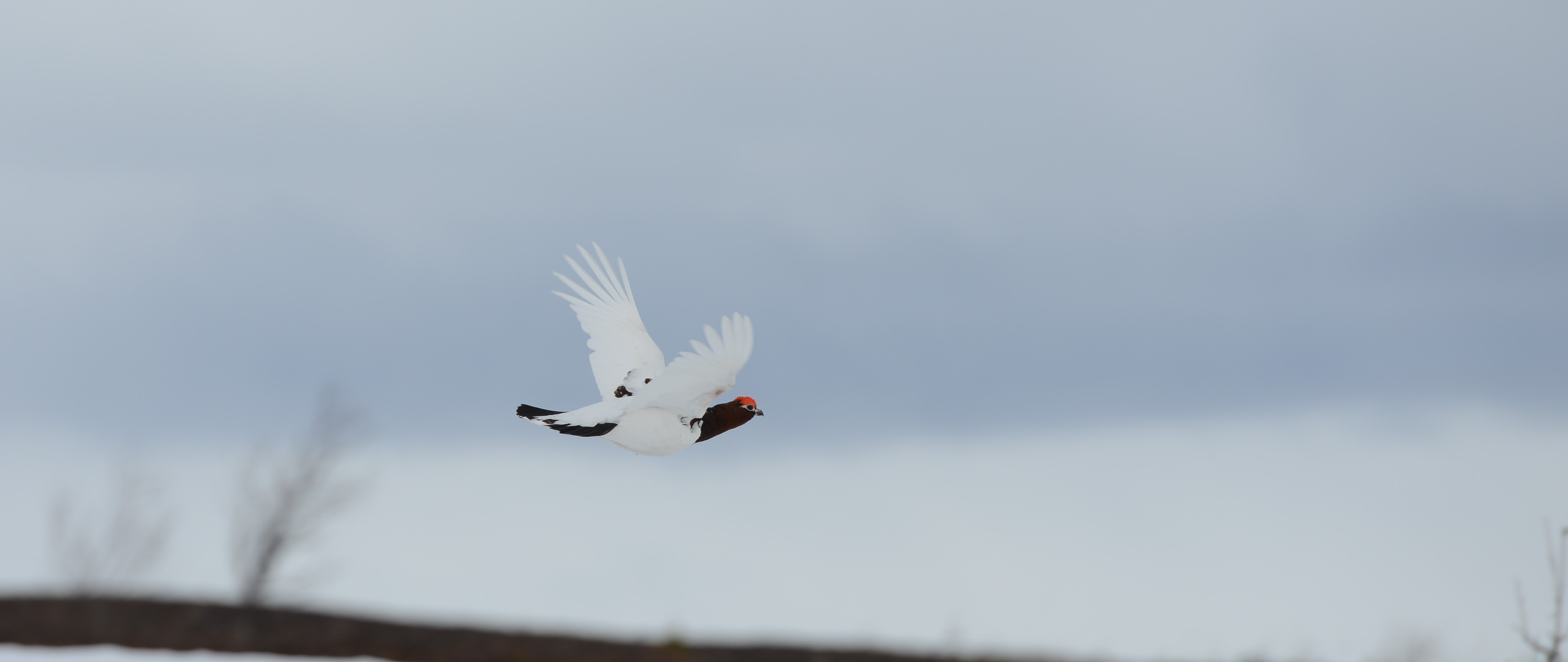 DSC_9284 (2)