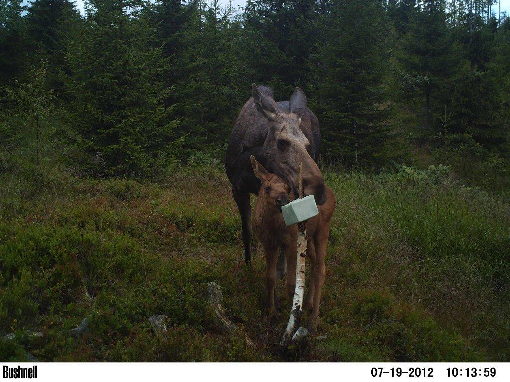viltkamera2011-071