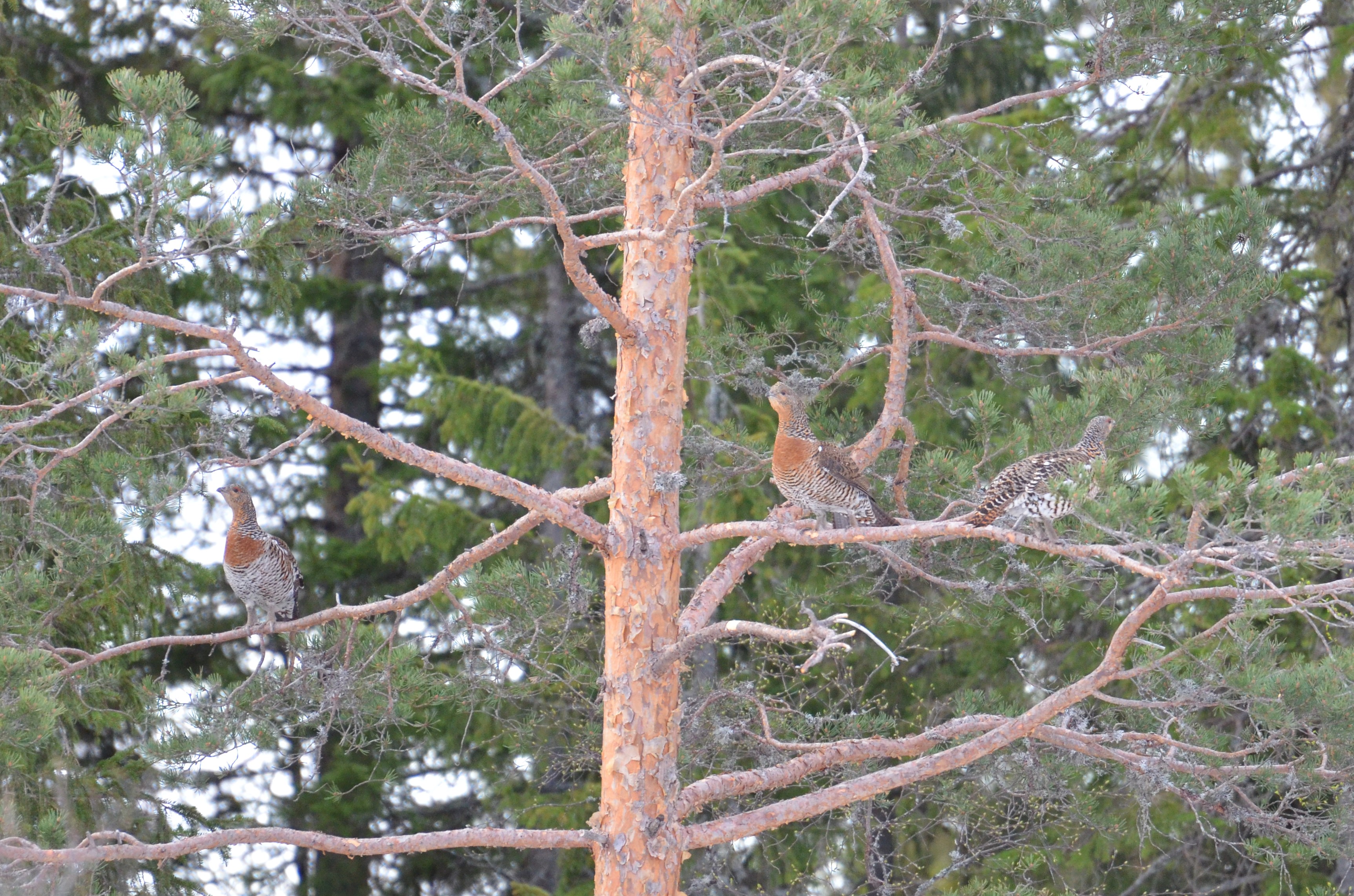 DSC_0105 (2)