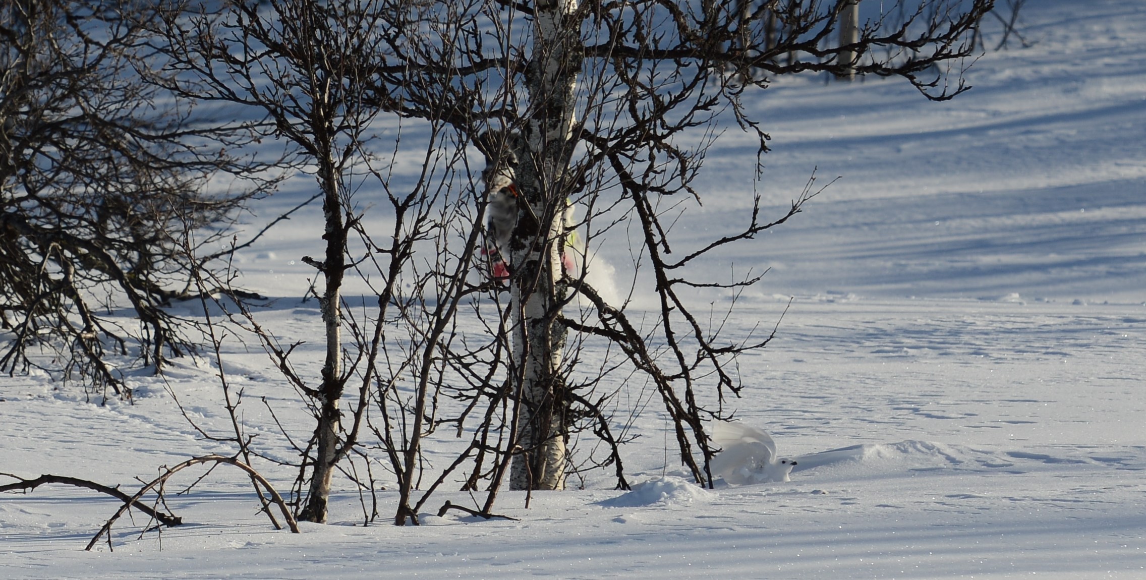 DSC_8513 (2)