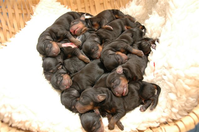 5 minutter etter keisersnittet