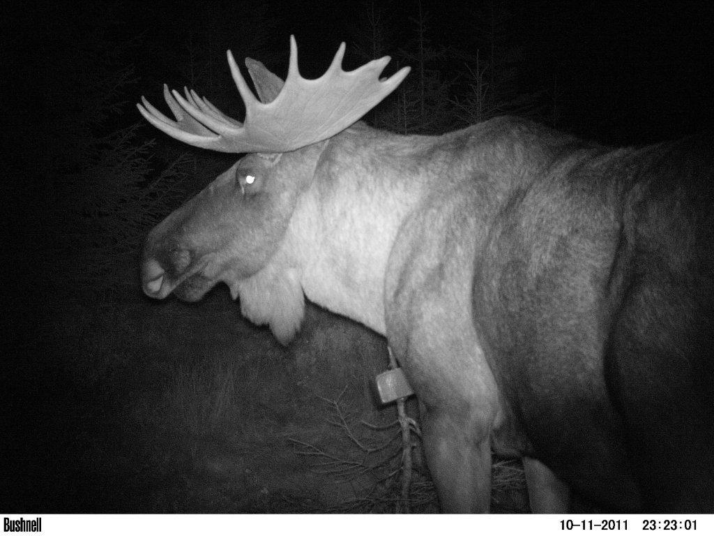 viltkamera2011-036