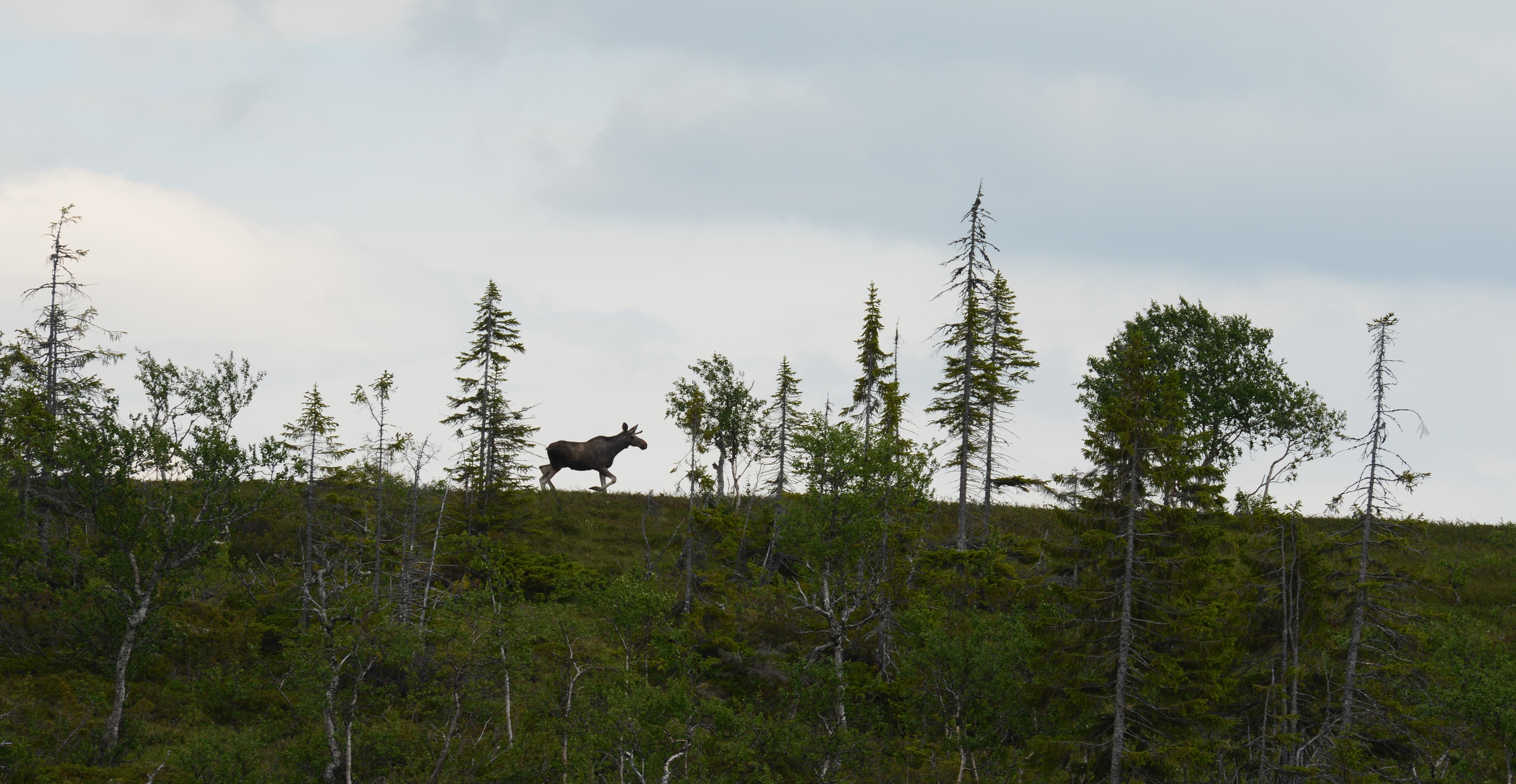 DSC_6054 (2)