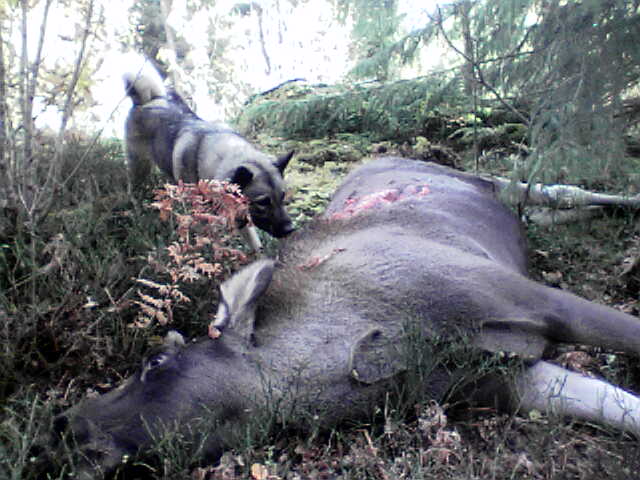 Irja av Hatterasen med sin forste elg