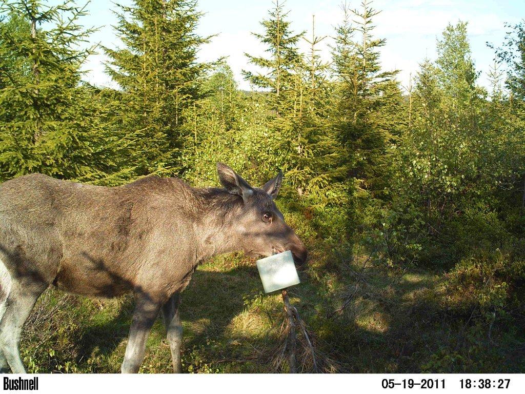 viltkamera2011-003