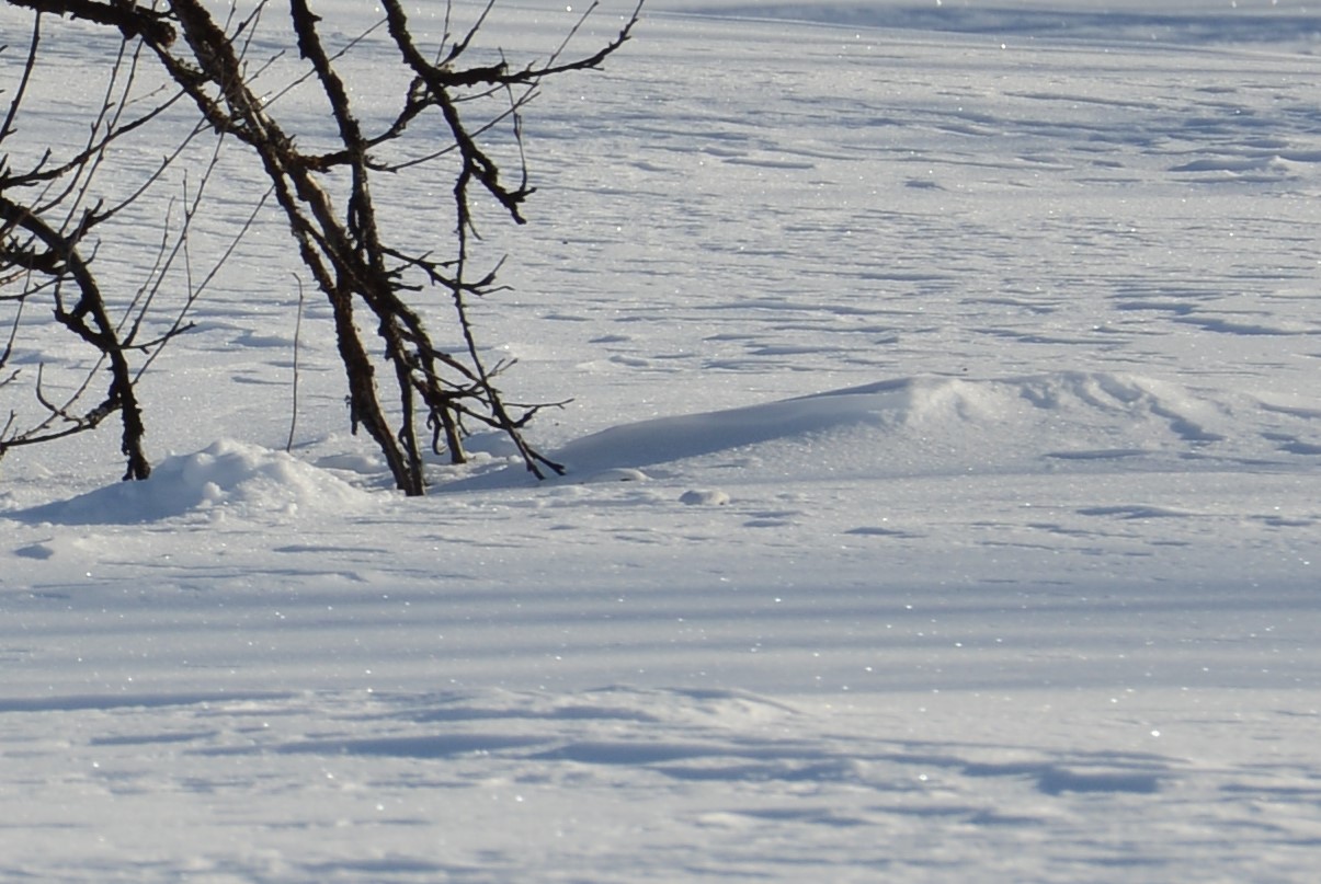 DSC_8500 (2)