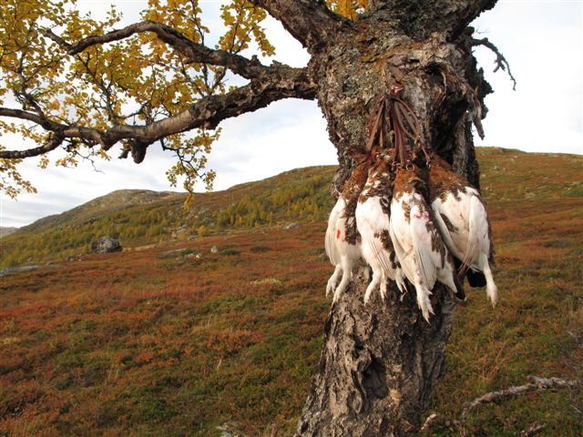 Fjellet er vakkert