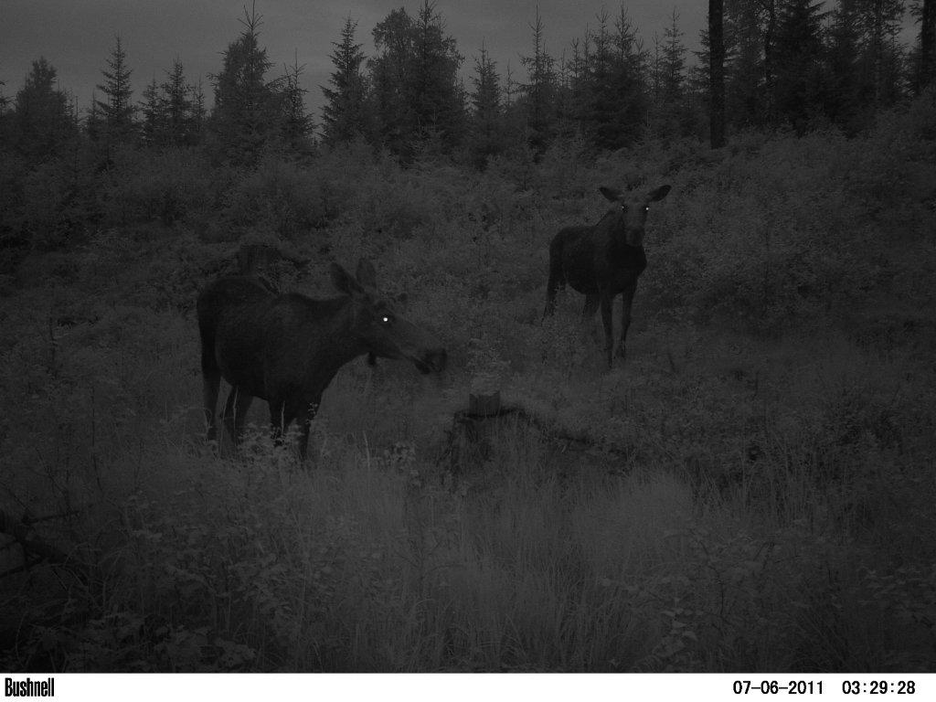 viltkamera2011-011