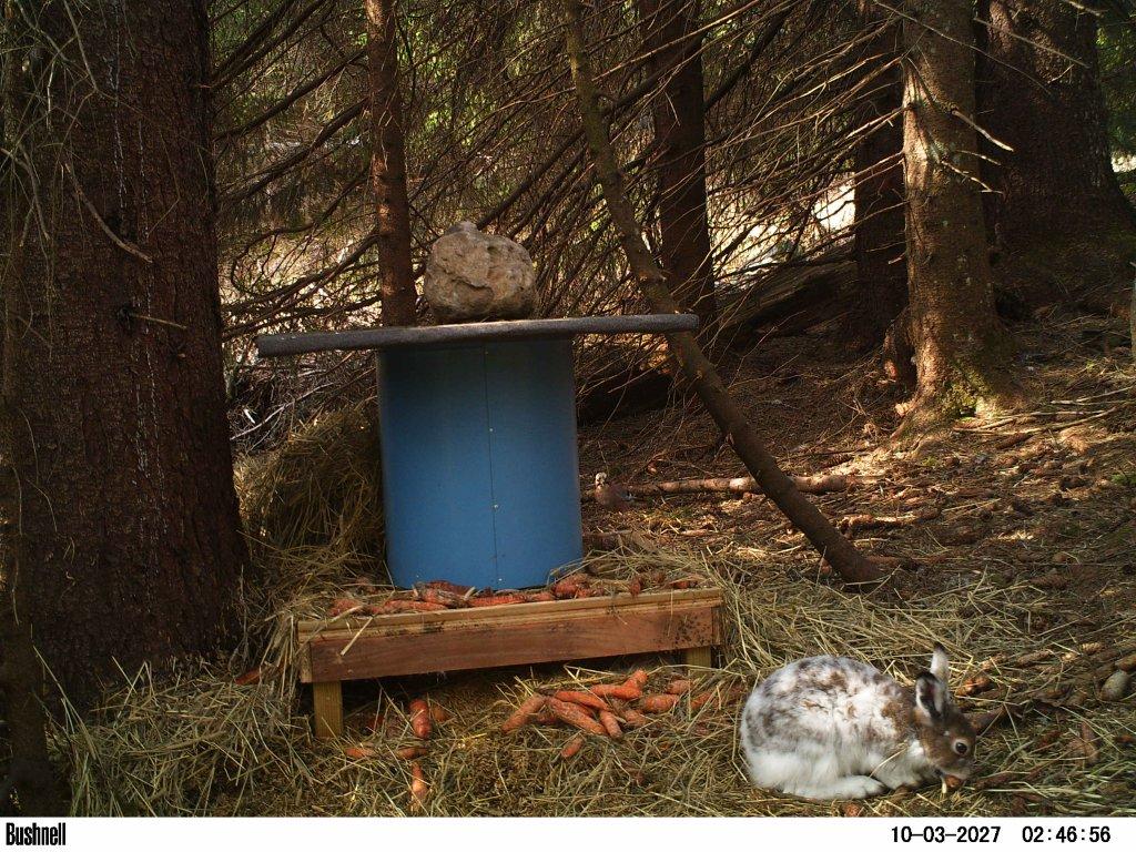 viltkamera2011-002